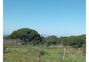 Farm with 5375m2, with 1 bedroom house, close to beaches.