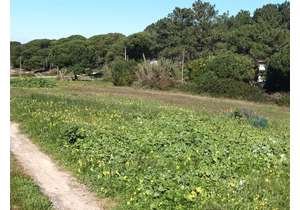 Farm with 5375m2, with 1 bedroom house, close to beaches.