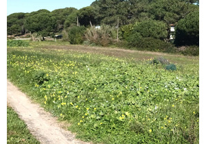 Farm with 5375m2, with 1 bedroom house, close to beaches.