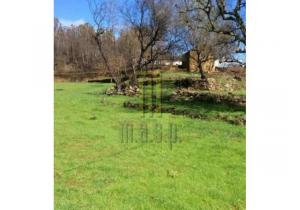 Farm Aveleira with 7,000 m2 and a ruin to be renovated