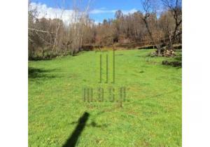 Farm Aveleira with 7,000 m2 and a ruin to be renovated