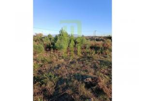 Plot of land in Andorinha with 5,300 m2 in central Portugal