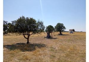 Terreno à venda , Ferreira do Alentejo