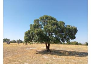 Terreno à venda , Ferreira do Alentejo