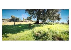 Rustic Land with Over 1 Hectare in Capinha