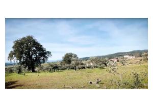 Rustic Land with Over 1 Hectare in Capinha